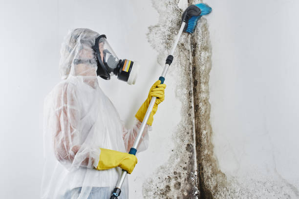 Asbestos and Lead Testing During Mold Inspection