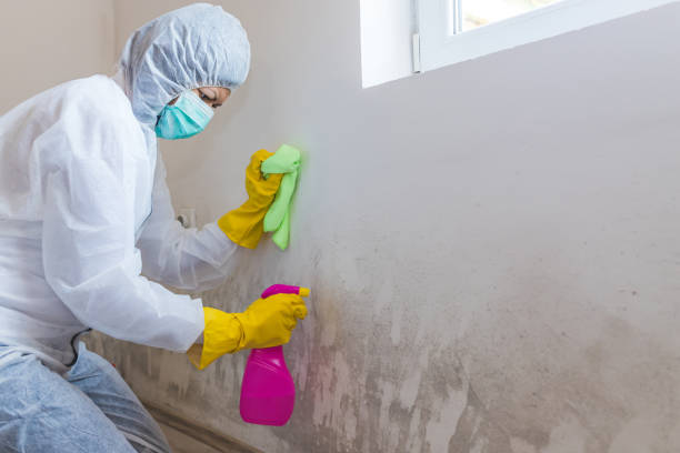 Mold Remediation for Vacation Homes