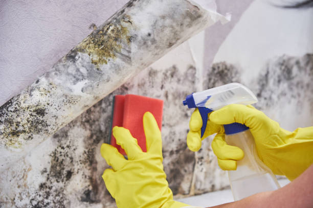 Why You Should Choose Our Mold Remediation Services in New Berlinville, PA